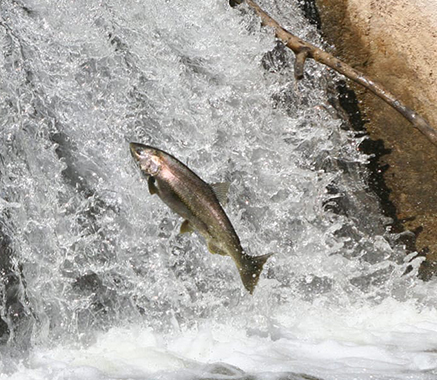 jumping salmon