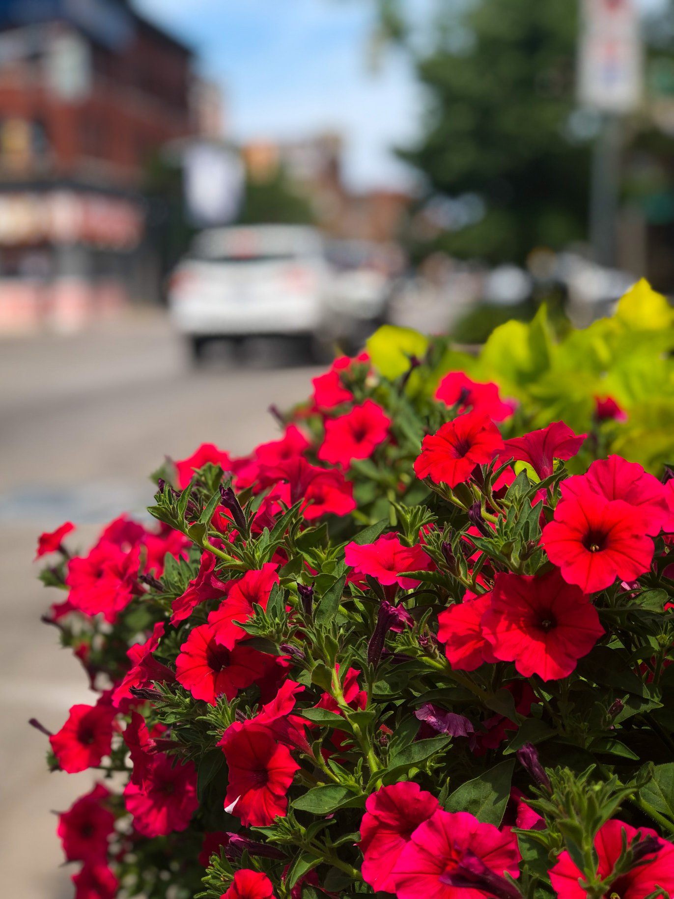 downtown flowers